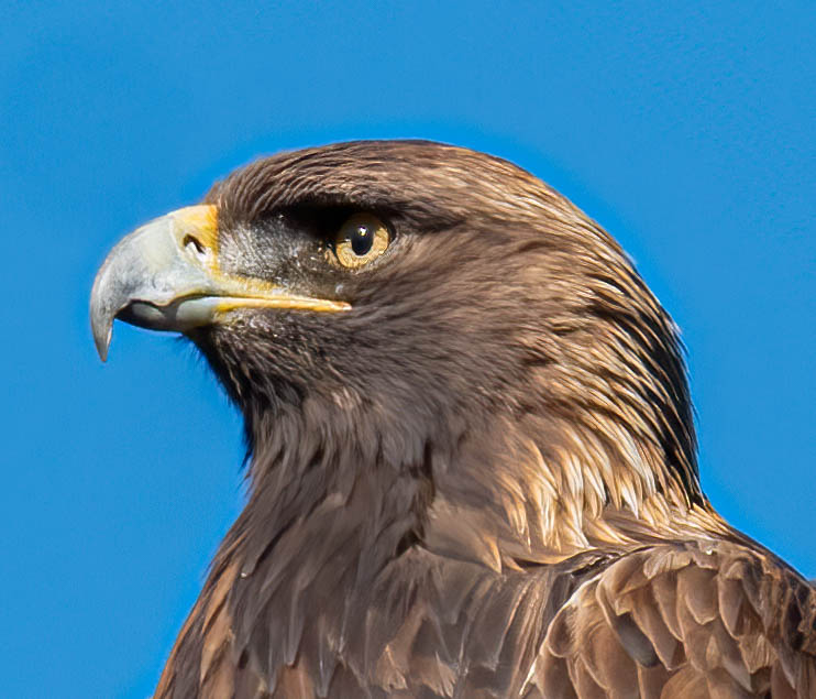 Golden Eagle Portrait